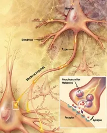 The Human Brain Project, звідки ми знаємо, як влаштований мозок project