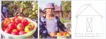 Томати без фітофтори в теплиці, Сайт про сад, дачу та кімнатні рослини фітофтори