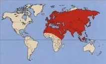 трясогузка