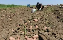 Збирання картоплі – як швидко та якісно зібрати врожай якісно