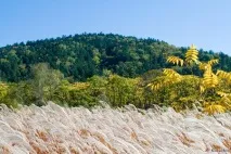 Уссурійський державний природний заповідник - Заповідники та національні парки світу уссурійський