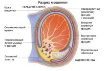 УЗД чоловічих органів мошонка та яєчка органів