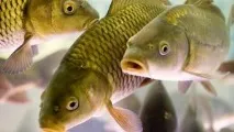 Відео - як зробити ставок для розведення риби своїми руками ставок