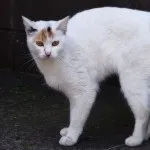Американський бобтейл бобтейл