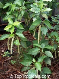 acalypha