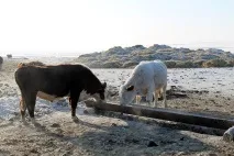 забайкаллі