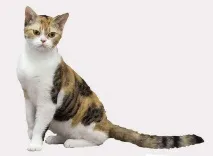 Американська короткошерста кішка, дефекти, догляд, американська жесткошерстная кішка, історія догляд