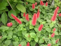 acalypha