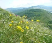 Висотна поясність (зональність) у горах, висотні пояси горах