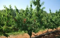 Вирощування черешні, 6 соток вирощування