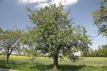 Вирощування черешні, 6 соток соток