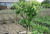Вирощування черешні, 6 соток соток