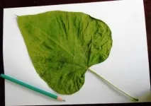 Витинанки як мистецтво витинанки