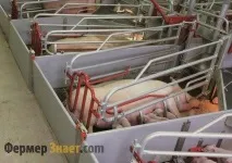Вирощування та утримання свиней у домашніх умовах - My Life умовах