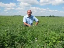 Вирощування білого люпину у Володимирській області. люпину