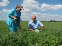 Вирощування білого люпину у Володимирській області. області