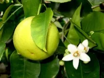 Вирощування апельсинів у домашніх умовах апельсинів