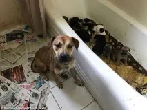 У невідомому будинкуполіція знайшла понад 100 закатованих котів та собак! Сумна історія з відкритим понад