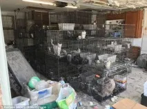 У невідомому будинкуполіція знайшла понад 100 закатованих котів та собак! Сумна історія з відкритим будинкуполіція