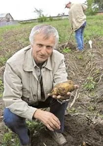 картопля