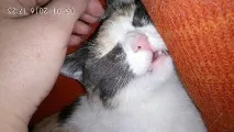 У повному висівці кішки і коти, що дуже міцно заснули, з максимально безглуздими мордами. кішки
