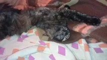 У повному висівці кішки і коти, що дуже міцно заснули, з максимально безглуздими мордами. кішки