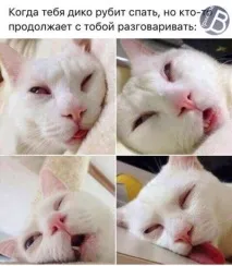 У повному висівці кішки і коти, що дуже міцно заснули, з максимально безглуздими мордами. повному