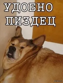 У повному висівці кішки і коти, що дуже міцно заснули, з максимально безглуздими мордами. висівці