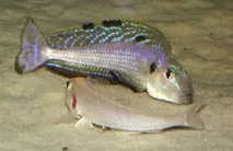 Xenotilapia