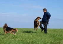 Я дресирую не собак, а їхніх господарів кінолог про збіг характерів, страх і моду на породи господарів