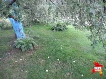 Яблучні парфуми Уляна