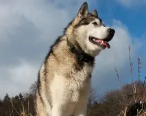 Ягня у вовчій шкурі ягня