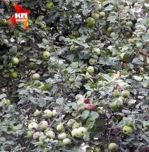 Яблучні парфуми СКОЙБЕДА