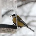 Скринька - пошук слів за маскою та визначенням, відповіді на сканворди скринька