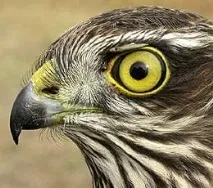 Яструб-перепелятник, яструб-перепелятник (Accipiter nisus), опис ареал забарвлення розмір голос середа accipiter