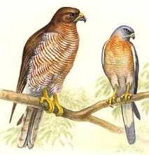 Яструб-перепелятник, яструб-перепелятник (Accipiter nisus), опис ареал забарвлення розмір голос середа nisus