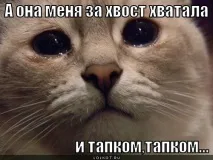 Зла господиня тапком