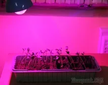 розсади