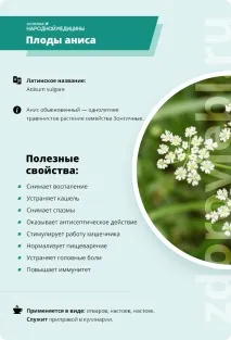 Аніс звичайний властивості та застосування плодів у народній медицині та кулінарії плодів