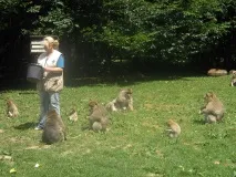 Аффенберг Залем залем