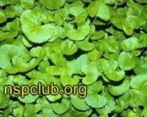 Бади NSP Готу Кола (Gotu Kola) готу