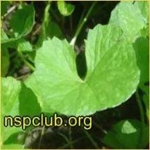 Бади NSP Готу Кола (Gotu Kola) кола