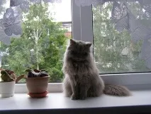 Казав – Британець. якщо