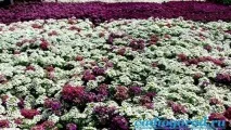 Аліссум. Опис та догляд за квіткою аліссумом квіткою