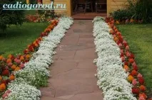 Аліссум. Опис та догляд за квіткою аліссумом квіткою