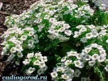 Аліссум. Опис та догляд за квіткою аліссумом аліссум