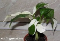 Спатифілум. Опис та догляд за спатіфілумом спатіфілумом