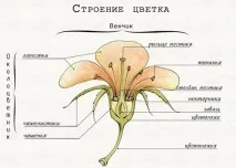 Оцвітина. квітки