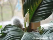 Спатифілум. Опис та догляд за спатіфілумом спатифілум