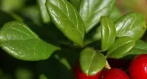 Cowberry - structură, condiții de creștere, reproducere